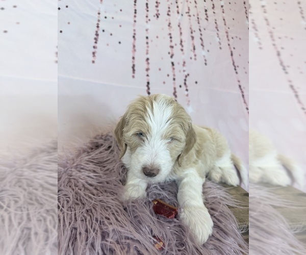 Medium Photo #23 Aussie-Poo-Goldendoodle Mix Puppy For Sale in COMMERCE, MI, USA