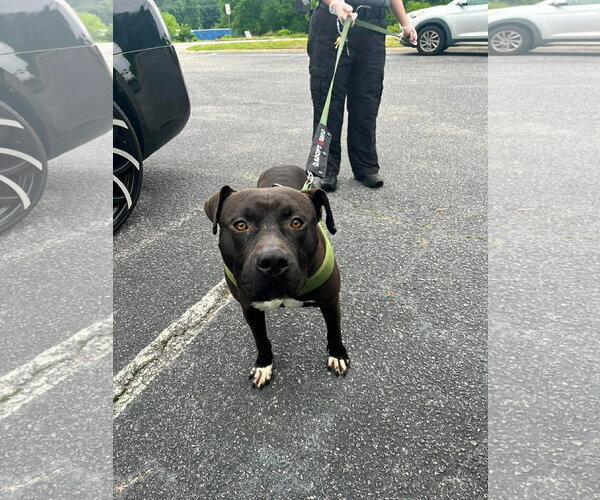 Medium Photo #6 American Pit Bull Terrier-Staffordshire Bull Terrier Mix Puppy For Sale in Holly Springs, NC, USA
