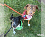 Small #7 Labrador Retriever Mix