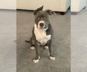 Mother of the American Pit Bull Terrier-Labrador Retriever Mix puppies born on 07/04/2025