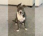 Small Photo #1 American Pit Bull Terrier-Labrador Retriever Mix Puppy For Sale in HAINES CITY, FL, USA