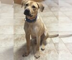 Small Photo #1 Labrador Retriever-Unknown Mix Puppy For Sale in Munford, TN, USA