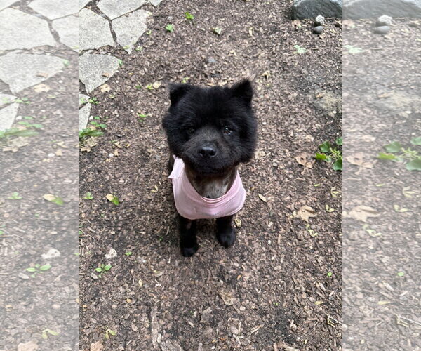 Medium Photo #3 Chow Chow Puppy For Sale in St. Louis Park, MN, USA