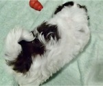 Small Photo #9 Havanese Puppy For Sale in FENTON, MO, USA
