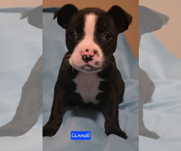 Medium Photo #3 Boston Terrier-Unknown Mix Puppy For Sale in Alexander, AR, USA