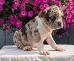 Puppy Namor Faux Frenchbo Bulldog
