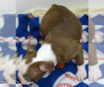 Small #4 Boston Terrier