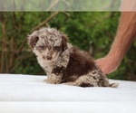Small #11 ShihPoo