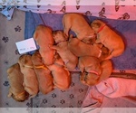 Image preview for Ad Listing. Nickname: Litter of 8