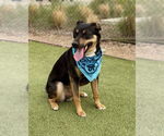 Small #2 Australian Shepherd Mix