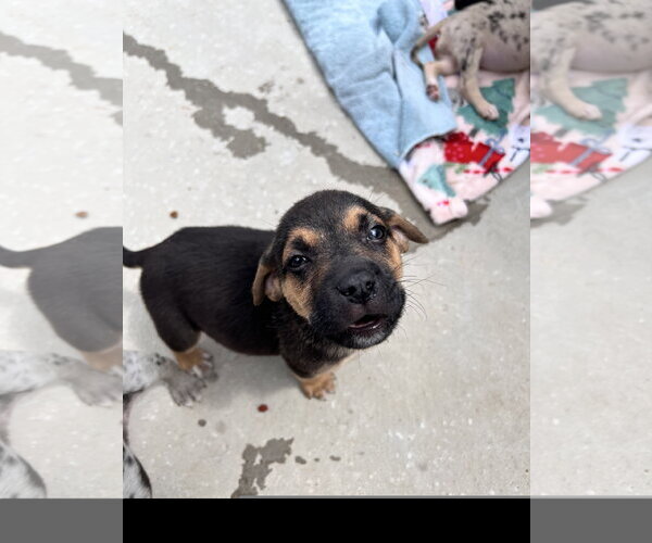 Medium Photo #2 Catahoula Leopard Dog-Unknown Mix Puppy For Sale in Tracy City, TN, USA