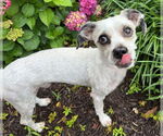 Small #2 Mutt