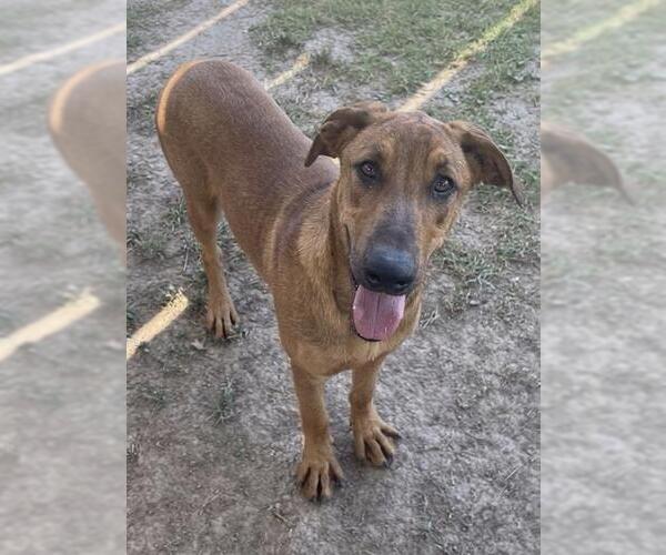 Medium Photo #4 Rhodesian Ridgeback Puppy For Sale in Riverside, CA, USA