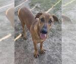 Small #3 Rhodesian Ridgeback