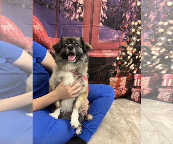 Medium Photo #4 Pominese Puppy For Sale in Valrico, FL, USA