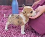Small Photo #23 Augi Puppy For Sale in MEADOWS OF DAN, VA, USA
