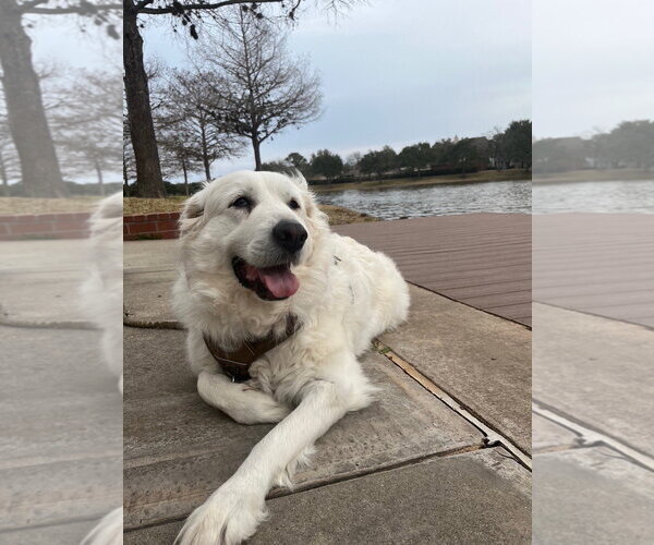 Medium Photo #2 Great Pyrenees Puppy For Sale in Spring, TX, USA
