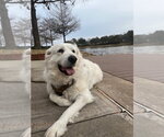 Small #1 Great Pyrenees