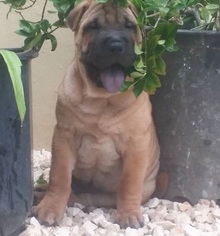 Chinese Shar-Pei Puppy for sale in BRONX, NY, USA