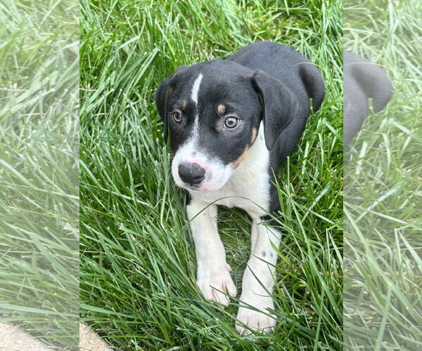 Medium Photo #1 Mutt Puppy For Sale in Hillsboro, MO, USA