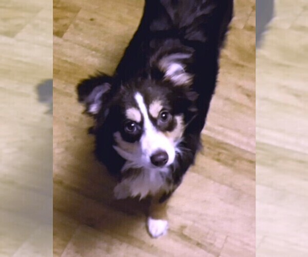 Medium Photo #6 Miniature Australian Shepherd Puppy For Sale in BLACKSBURG, SC, USA