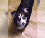 Small #5 Miniature Australian Shepherd
