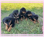 Small Photo #6 Rottweiler Puppy For Sale in COLUMBIA, TN, USA