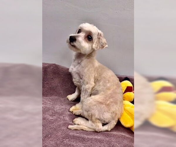 Medium Photo #2 Maltipoo (Toy) Puppy For Sale in Lincolnwood, IL, USA