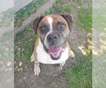 Small #5 Boxer