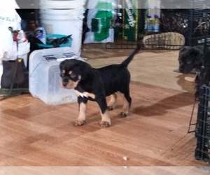Catahoula Bulldog Puppy for sale in PULLMAN, MI, USA