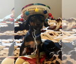 Small #3 Chihuahua Mix