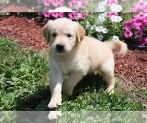 Medium Golden Retriever