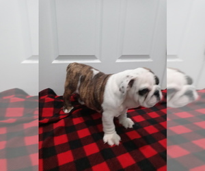 English Bulldog Puppy for sale in ADAMS CITY, CO, USA