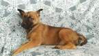 Small Photo #5 Malinois Puppy For Sale in LANCASTER, PA, USA