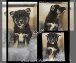 Small Photo #47 Siberian Husky Puppy For Sale in BLOOMFIELD, IN, USA