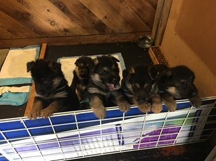 German Shepherd Dog Puppy for sale in EAGLE CREEK, OR, USA