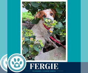 Mutt Dogs for adoption in Kimberton, PA, USA