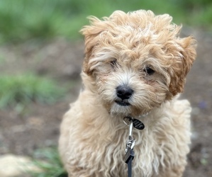 Maltipoo Puppy for sale in VANCOUVER, WA, USA