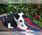 Puppy Josie c Border Collie