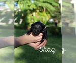 Puppy Shaq Schnauzer (Miniature)