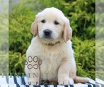 Small #1 Golden Retriever
