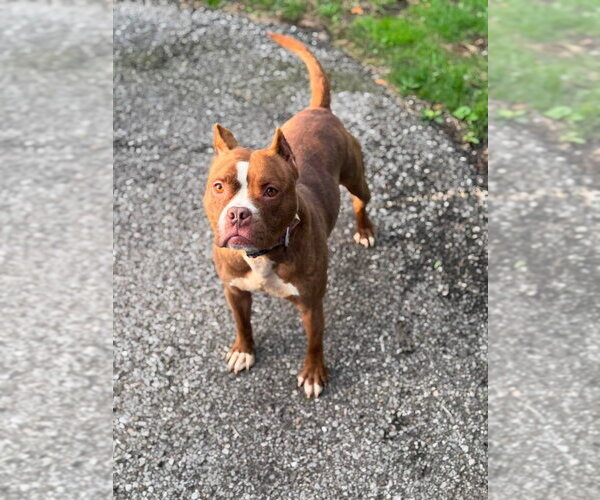 Medium Photo #20 American Pit Bull Terrier Puppy For Sale in Springdale, PA, USA