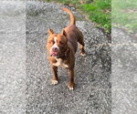 Small Photo #20 American Pit Bull Terrier Puppy For Sale in Springdale, PA, USA