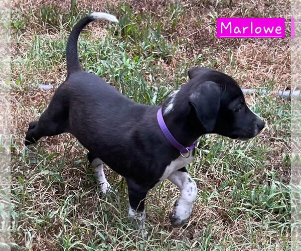 Medium Photo #3 Border Collie-Unknown Mix Puppy For Sale in Alexander, AR, USA