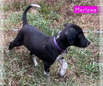 Small #2 Border Collie Mix