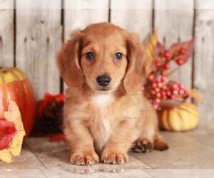 Dachshund Puppy for sale in MOUNT VERNON, OH, USA