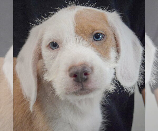 Medium Photo #6 Colonial Cocker Spaniel-English Setter Mix Puppy For Sale in Huntley, IL, USA