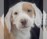 Small #5 Colonial Cocker Spaniel-English Setter Mix