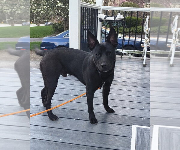 Medium Photo #9 Labrador Retriever-Unknown Mix Puppy For Sale in Brewster, NY, USA