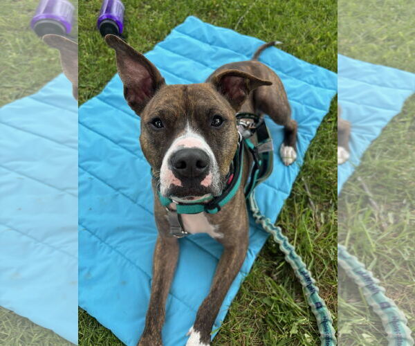 Medium Photo #6 American Pit Bull Terrier Puppy For Sale in Rockville, MD, USA